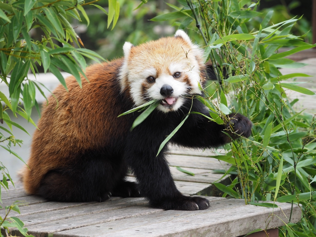 笹を食べているカメラ目線のレッサーパンダ